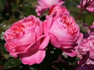 FLORA COLONIA (floribunda)